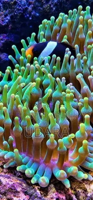 Bubble Tip Anemone