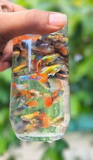 Blue Neon Guppy