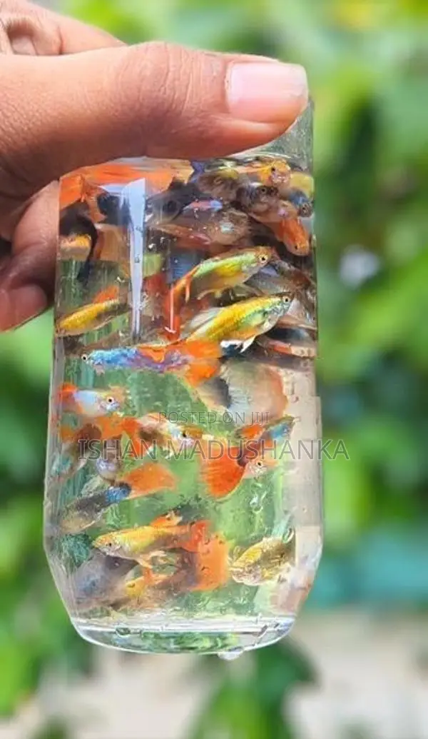 Blue Neon Guppy