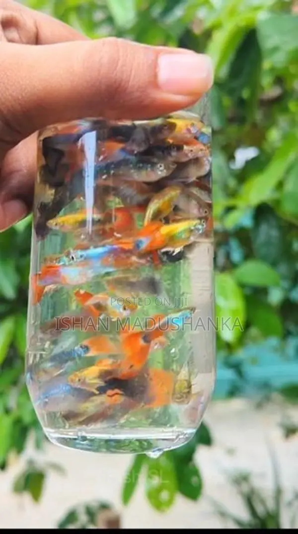 Blue Neon Guppy