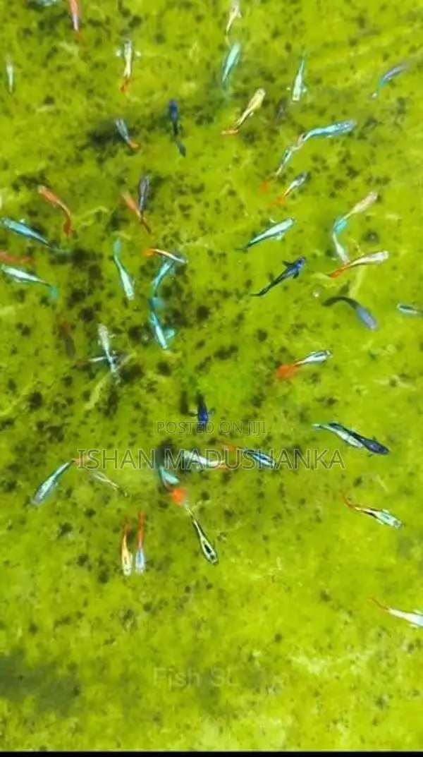 Blue Neon Guppy