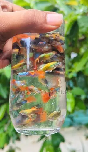Blue Neon Guppy