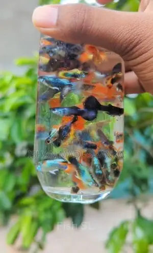 Blue Neon Guppy