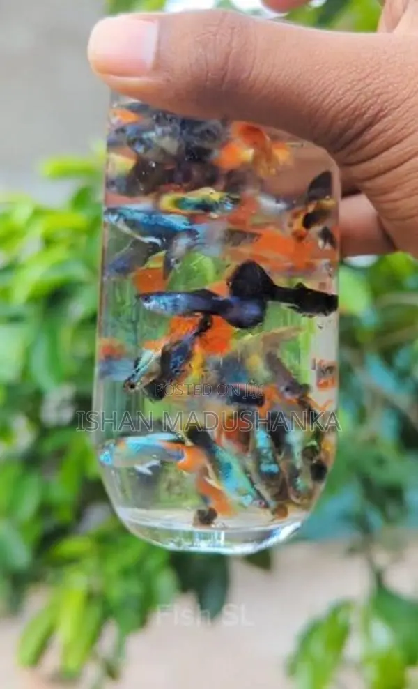 Blue Neon Guppy