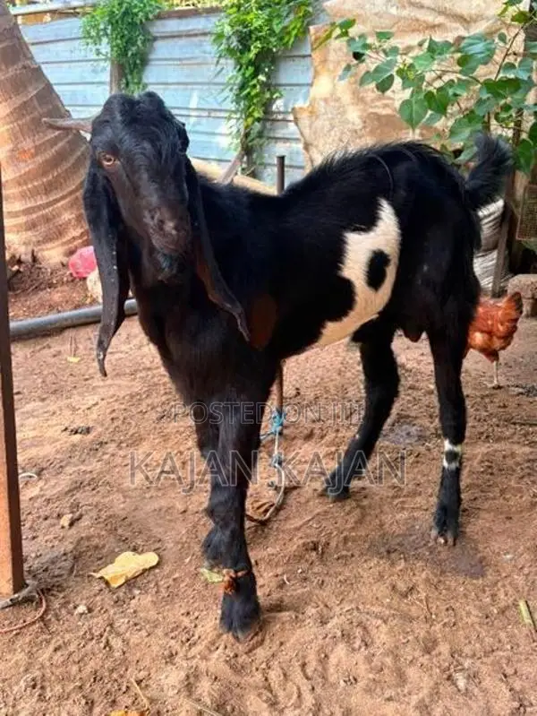 Jamunapari Kida