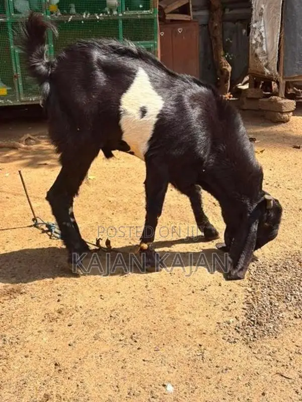 Jamunapari Kida