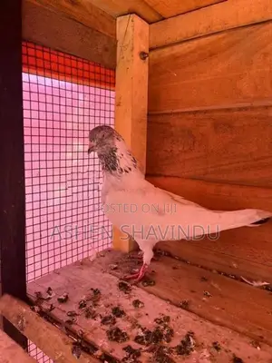 Pigeons