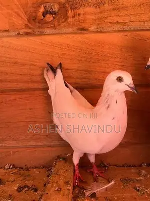 Pigeons