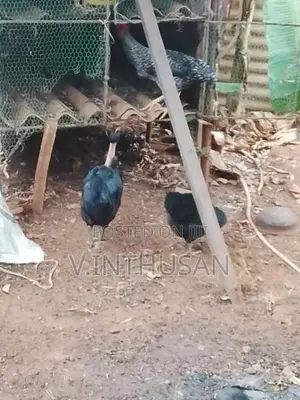 Muddai Idum Paruvam