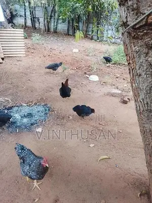 Muddai Idum Paruvam