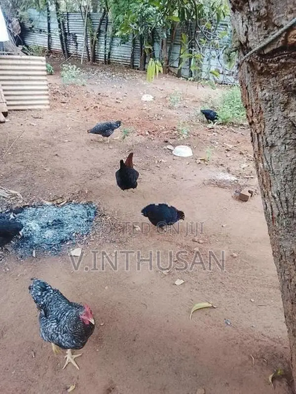 Muddai Idum Paruvam