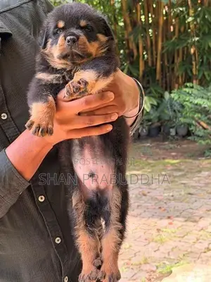 Rottweiler