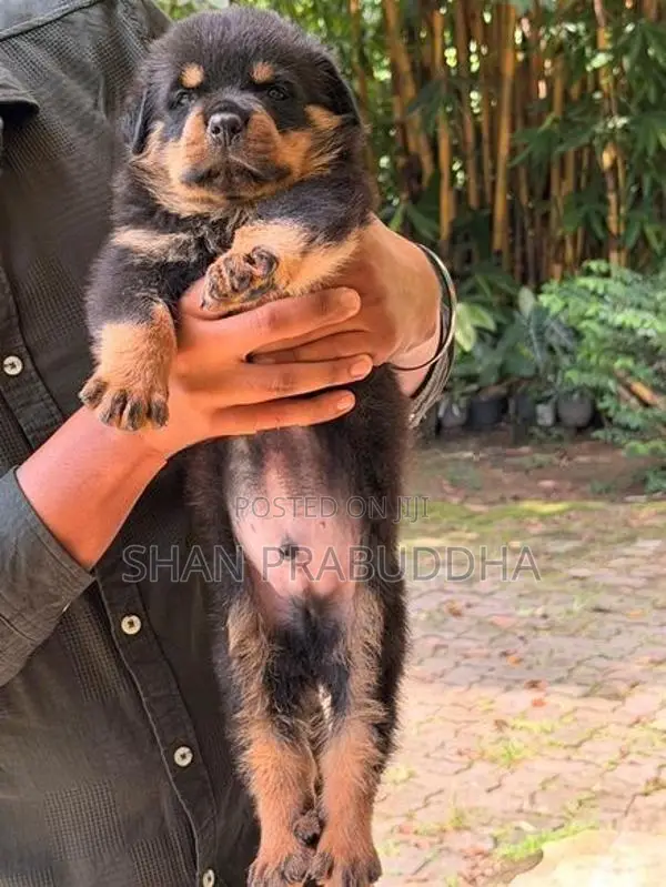 Rottweiler