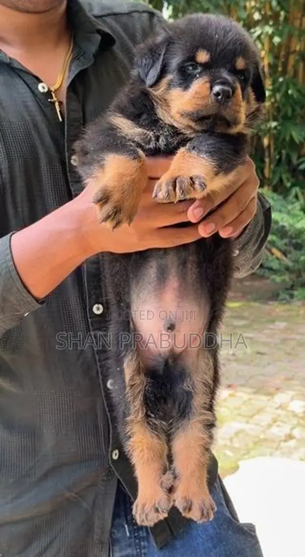 Rottweiler