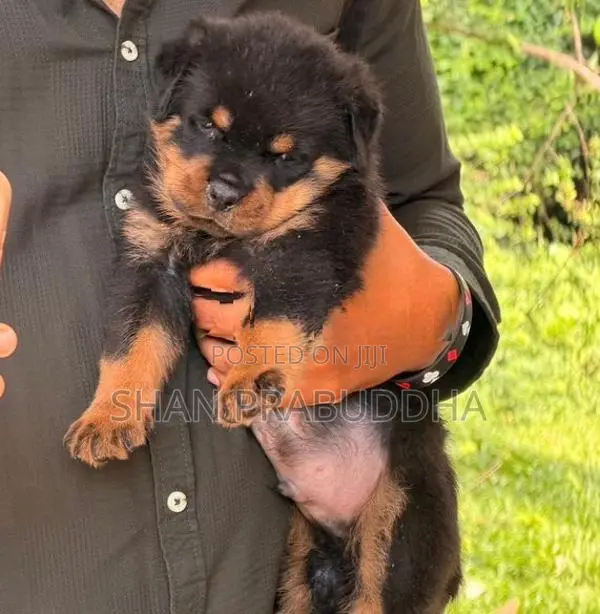 Rottweiler
