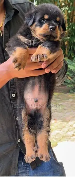 Rottweiler