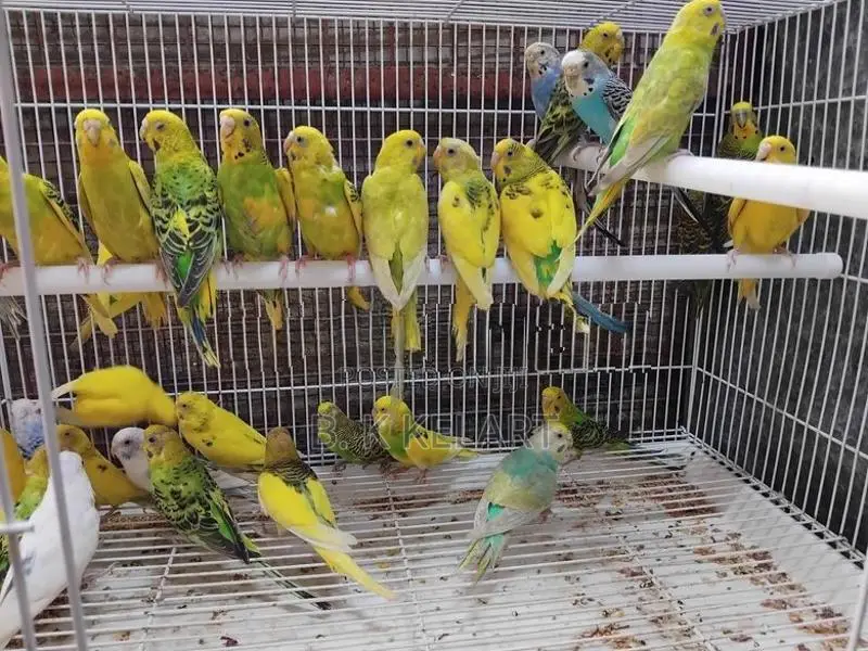 Love Birds