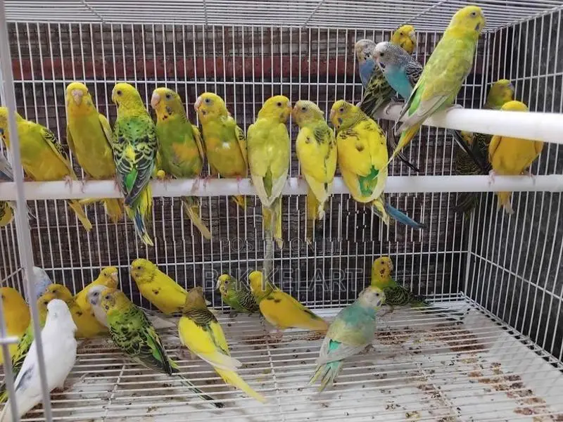 Love Birds