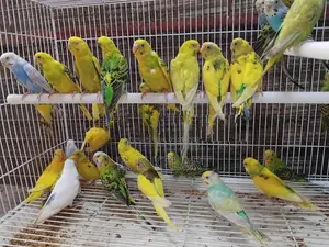 Love Birds