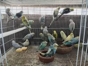 Love Birds