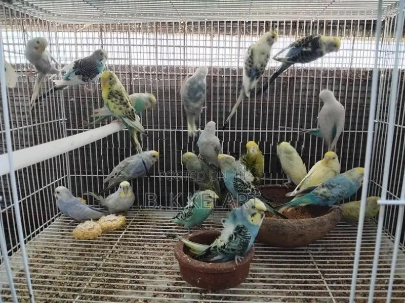 Love Birds