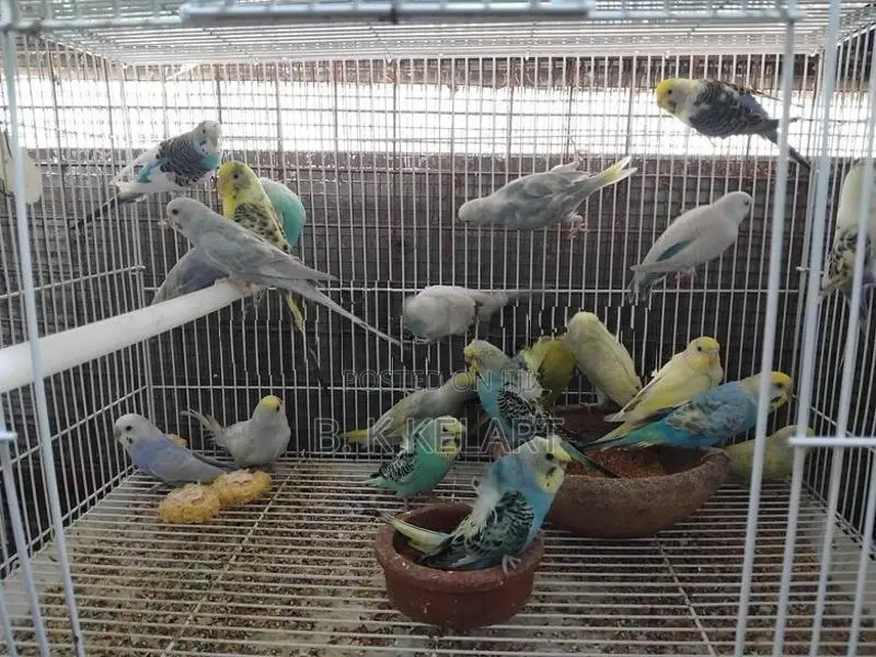 Love Birds