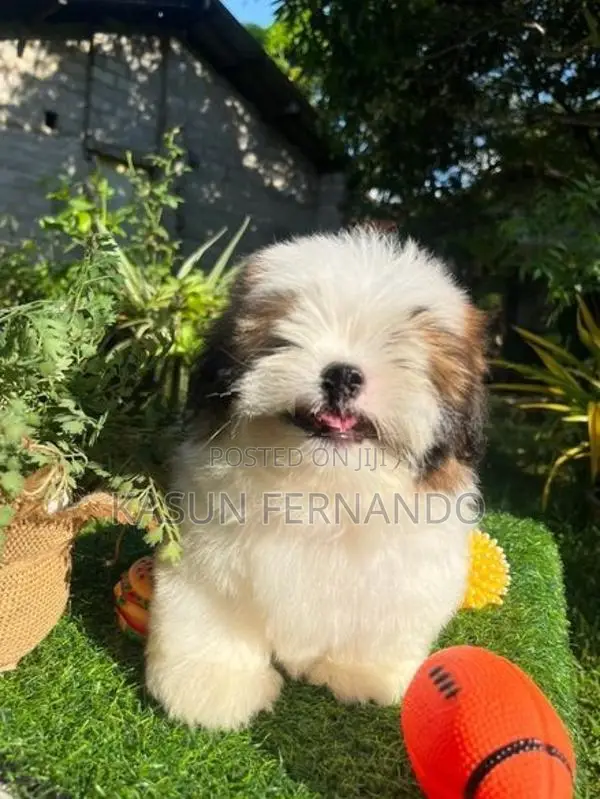Shih Tzu
