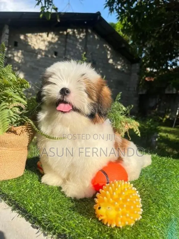 Shih Tzu