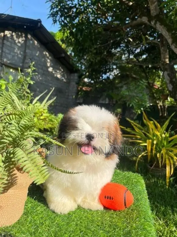 Shih Tzu