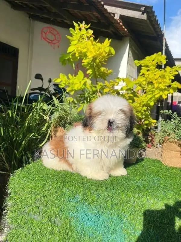Shih Tzu
