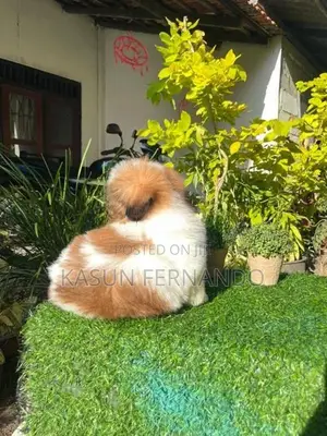 Shih Tzu