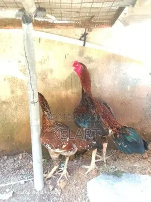 Rooster - Poultry