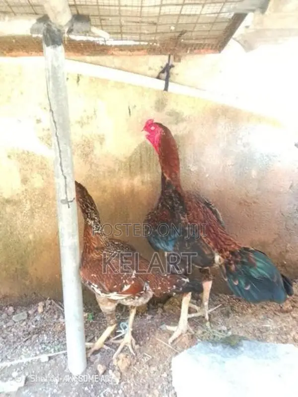 Rooster - Poultry