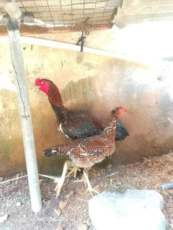 Rooster - Poultry