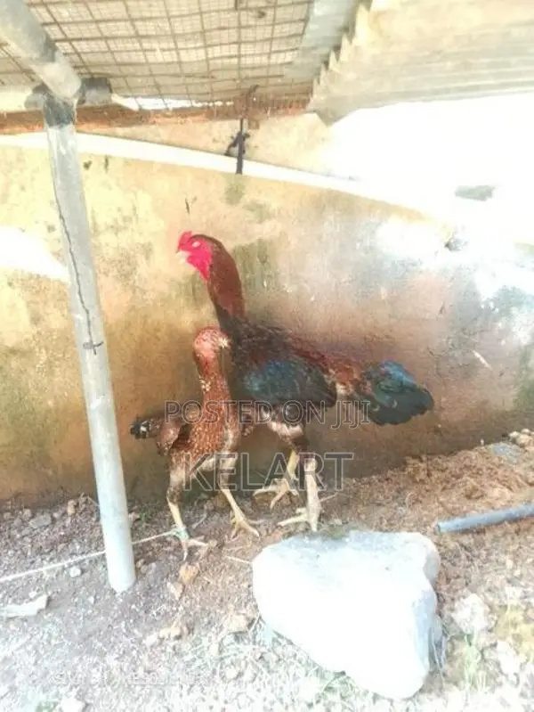 Rooster - Poultry