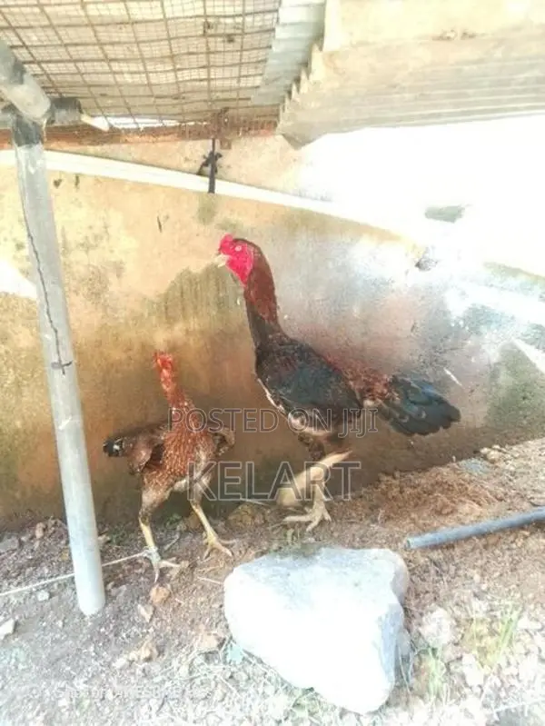 Rooster - Poultry
