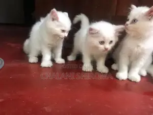 පර්සියන් පැට්ව්