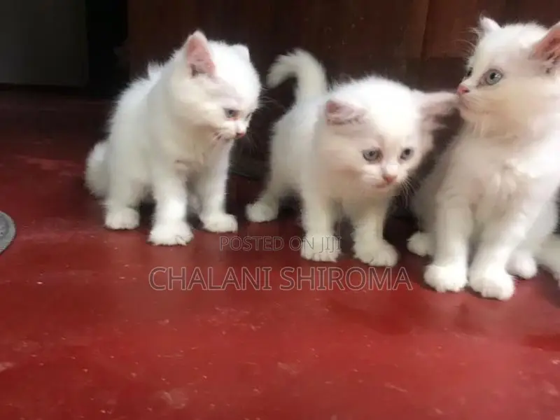 පර්සියන් පැට්ව්
