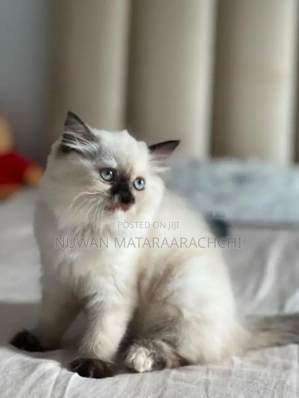 Himalayan Kitten 3 Month Old (Female)