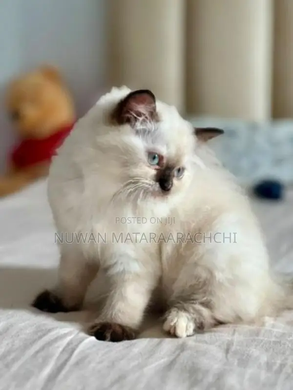 Himalayan Kitten 3 Month Old (Female)