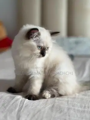 Himalayan Kitten 3 Month Old (Female)