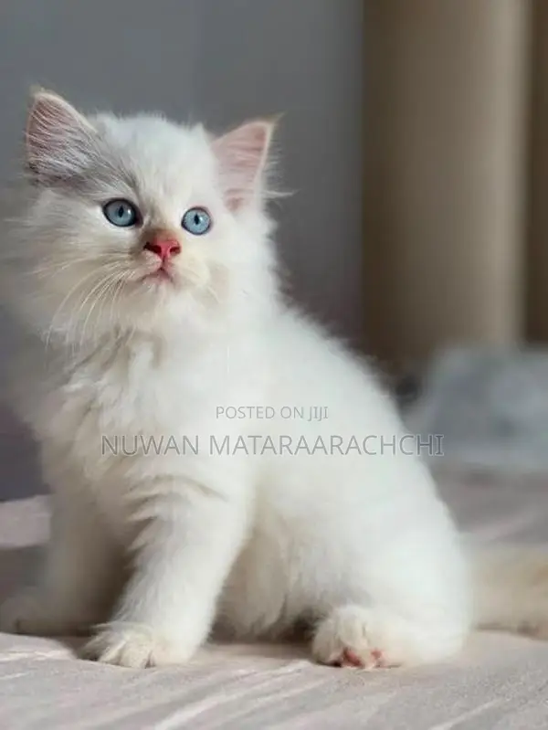 Persian kittens