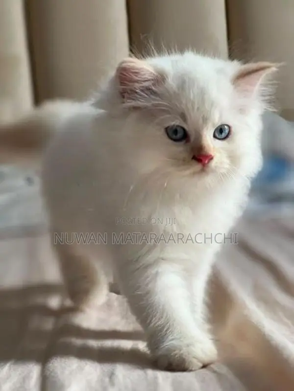 Persian kittens
