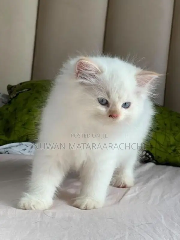 Persian kittens