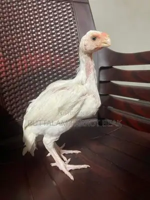 Parrot Beak Rooster