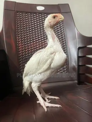 Parrot Beak Rooster