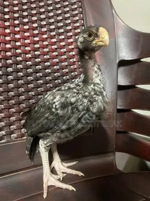 Parrot Beak Rooster