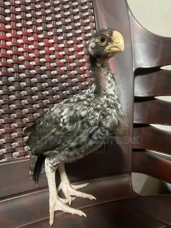 Parrot Beak Rooster