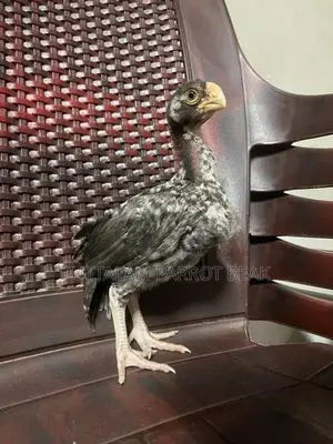 Parrot Beak Rooster