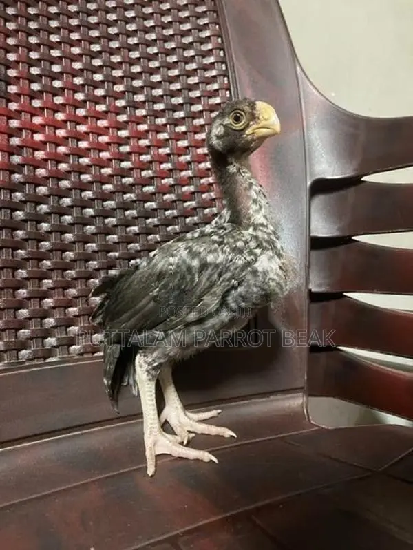 Parrot Beak Rooster